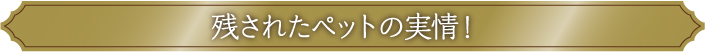 残されたペットの実情!